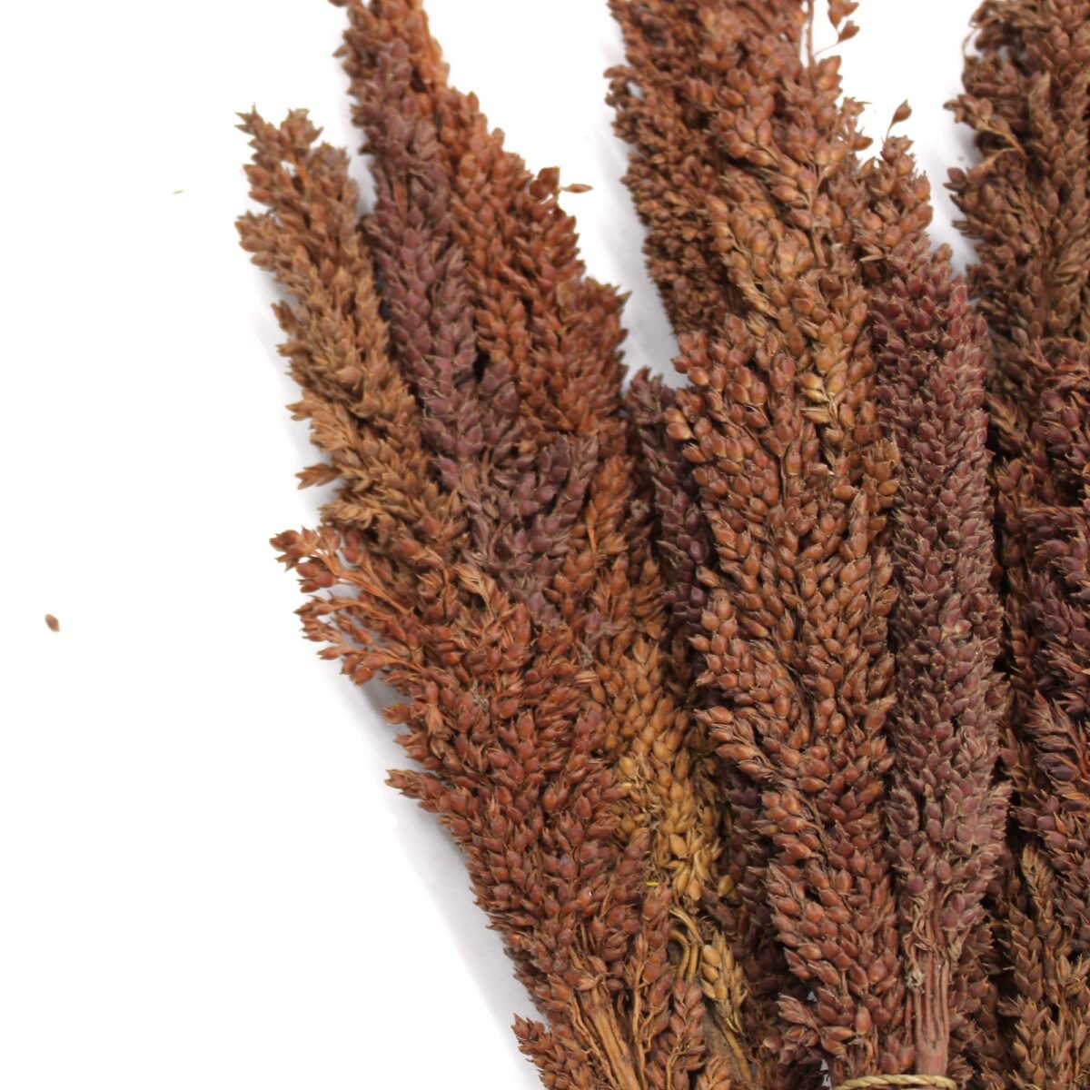 Cantal Grass Bunch - Chocolate - Image 4