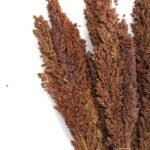 Cantal Grass Bunch - Chocolate - Image 4