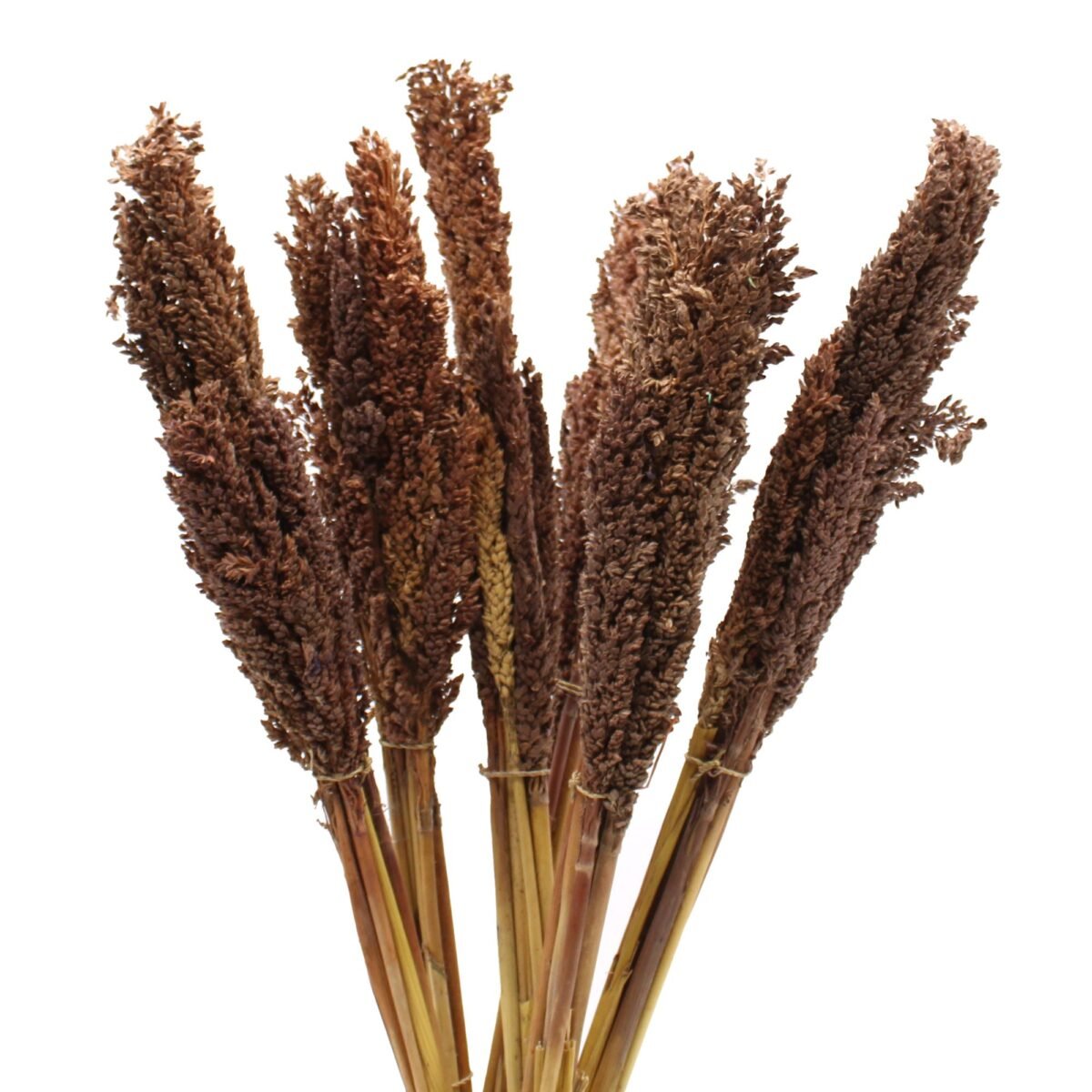 Cantal Grass Bunch - Chocolate - Image 1