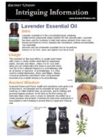 Lavender Essential Oil Info - Image 2